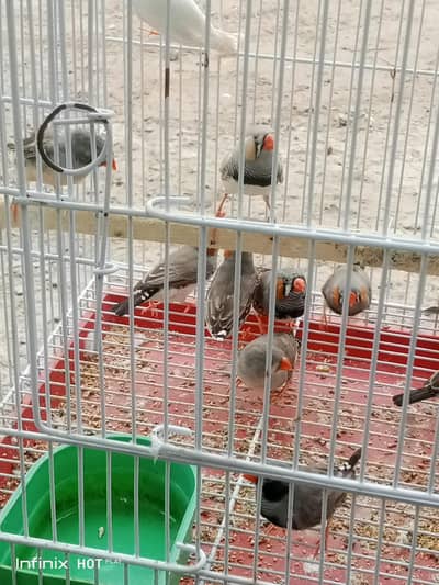 Zebra Finch breeder Pair