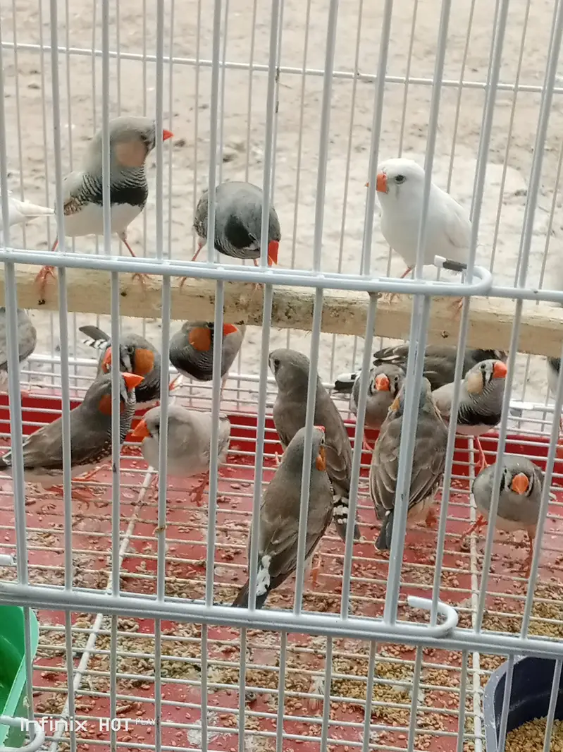 Zebra Finch breeder Pair — photo 2
