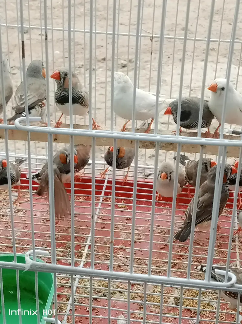 Zebra Finch breeder Pair — photo 3