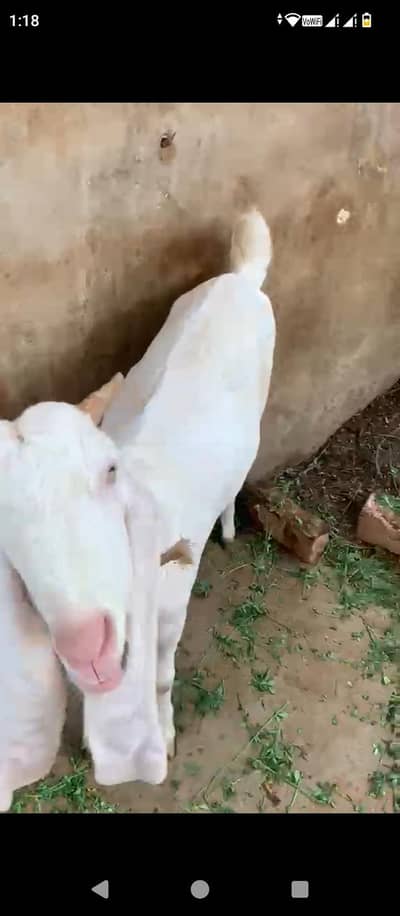 gulbai female 1 month cross location Hyderabad breeder ke video mil ja
