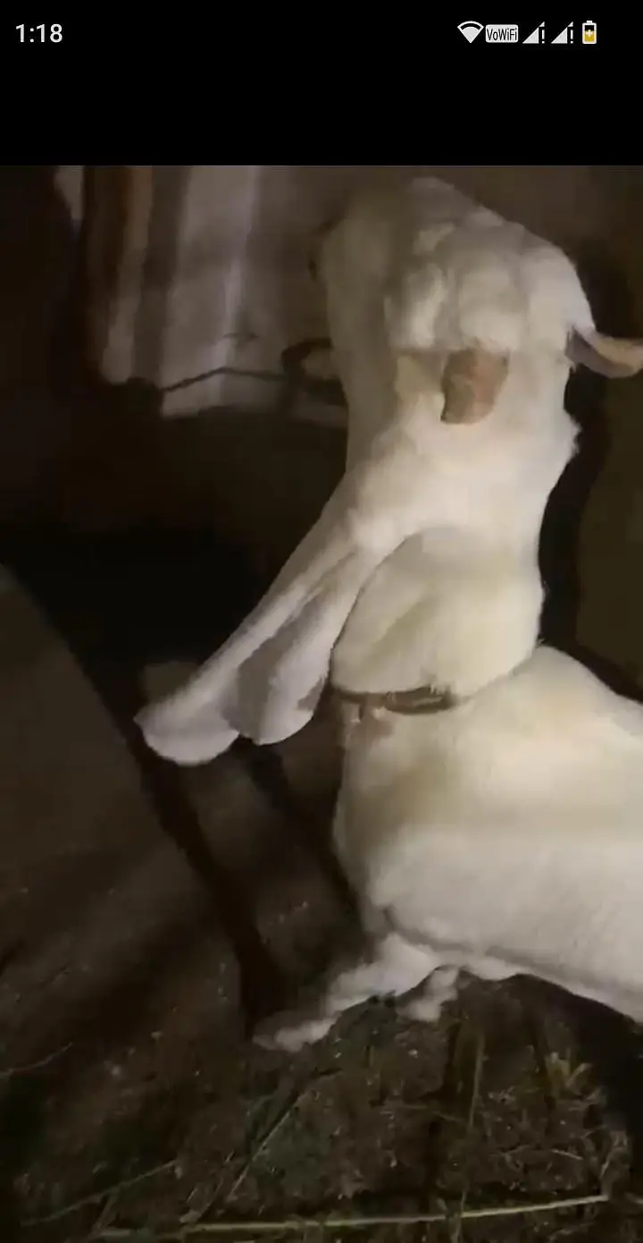 gulbai female 1 month cross location Hyderabad breeder ke video mil ja — photo 2