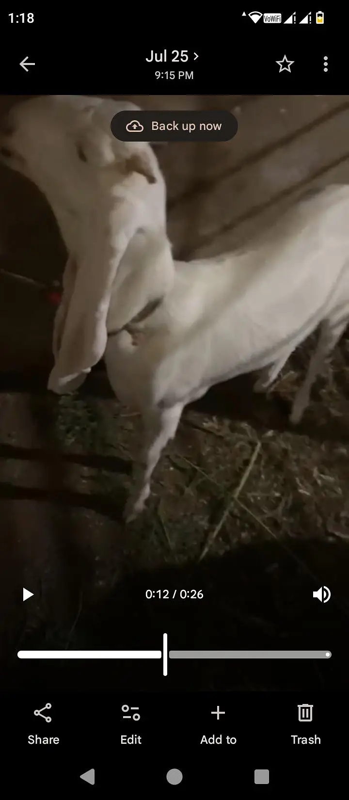 gulbai female 1 month cross location Hyderabad breeder ke video mil ja — photo 3