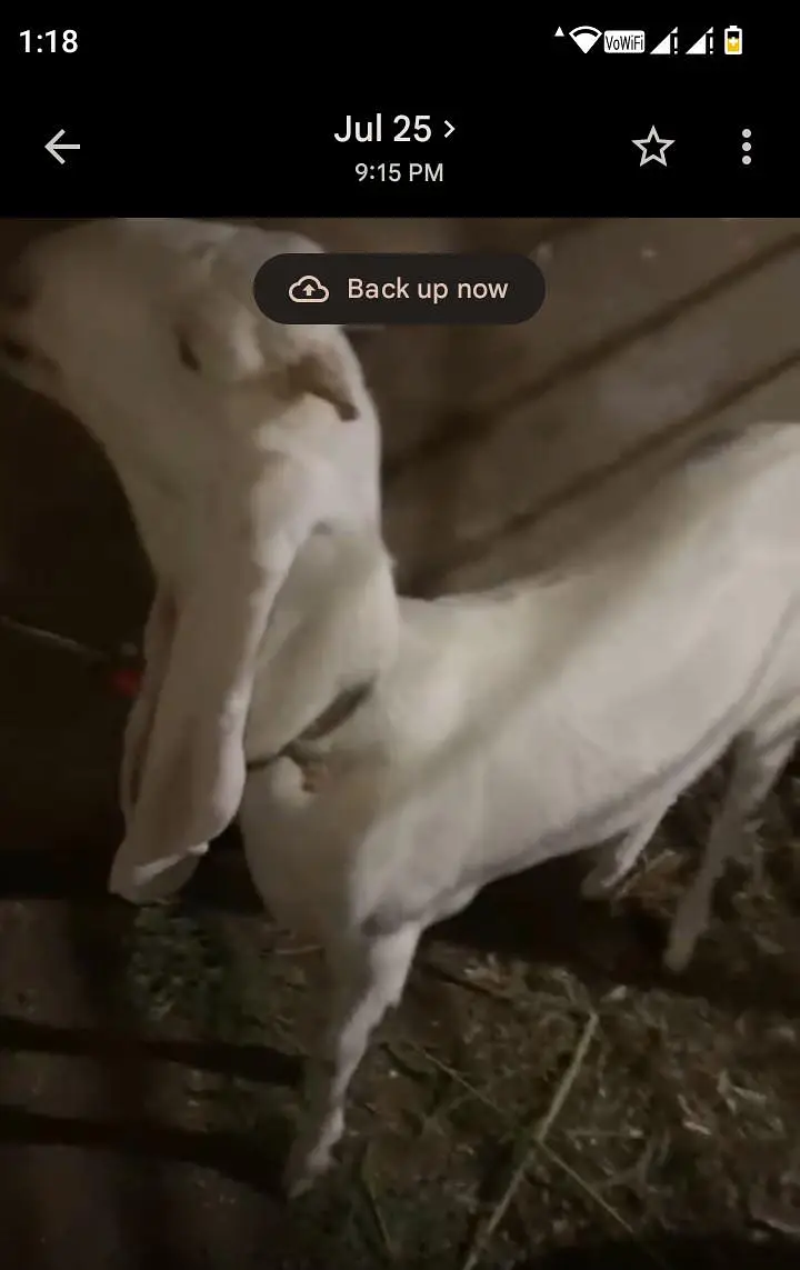 gulbai female 1 month cross location Hyderabad breeder ke video mil ja — photo 4