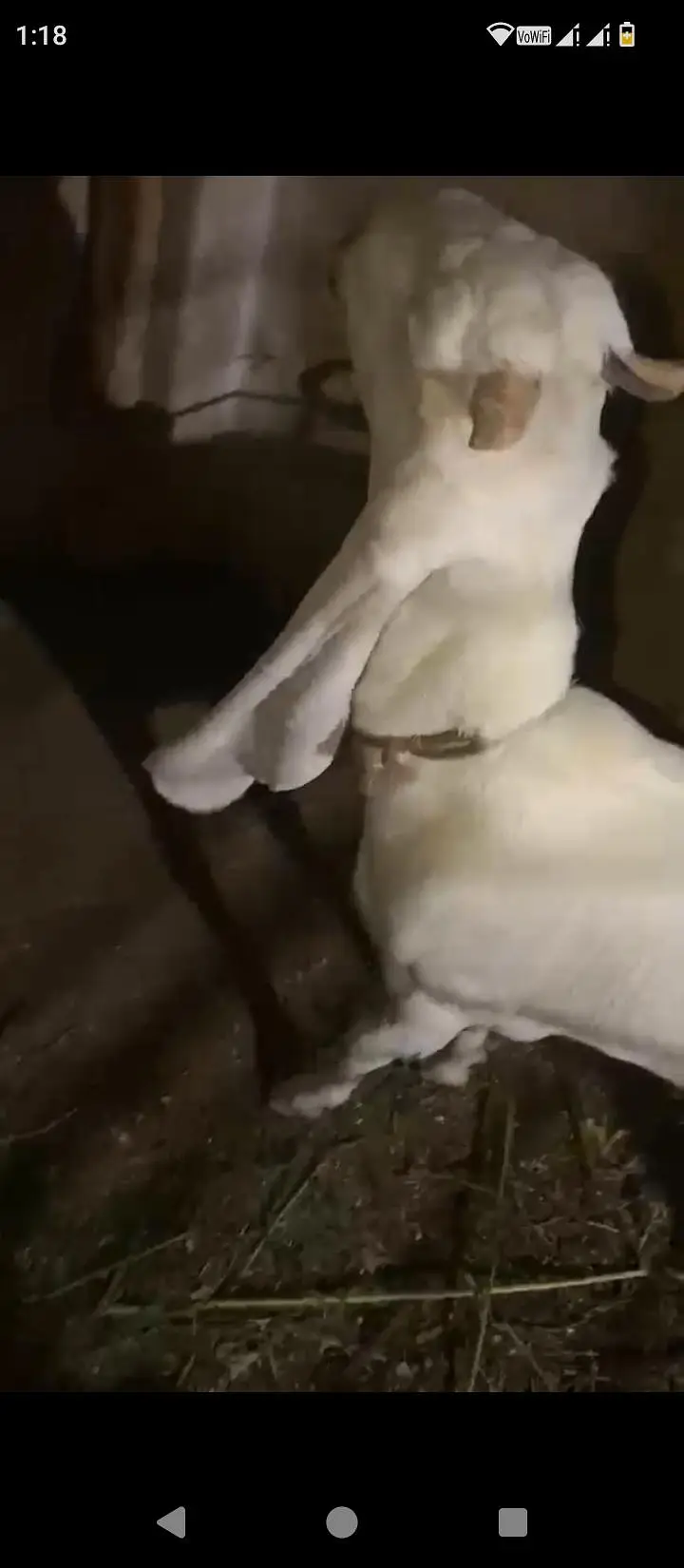 gulbai female 1 month cross location Hyderabad breeder ke video mil ja — photo 5
