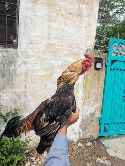 Aseel sawa murga for sale