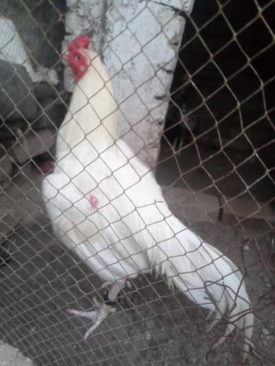 Heera aseel WhatsApp 03105018400
