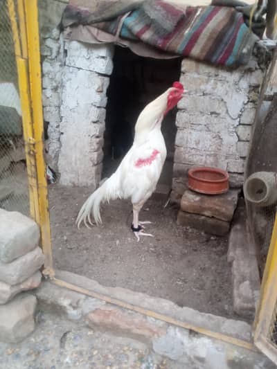 Heera aseel WhatsApp 03105018400
