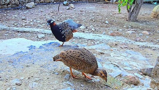Black teeter pair 9 months old good conditions best for pet