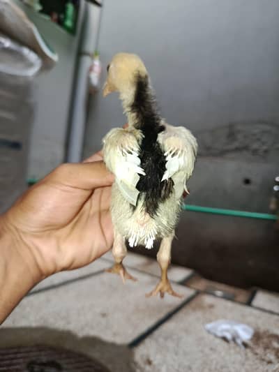 Black & white shamo Chiks