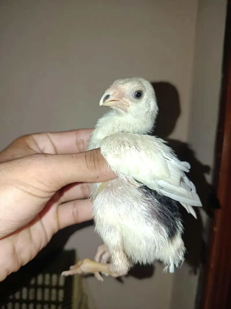 Black & white shamo Chiks — photo 2
