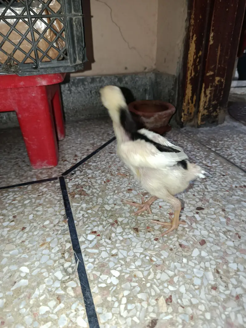 Black & white shamo Chiks — photo 3