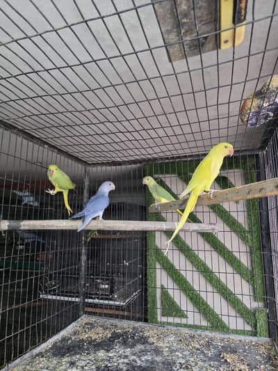 Cocktail breeders