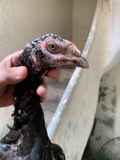 pure pakistani madi for sale