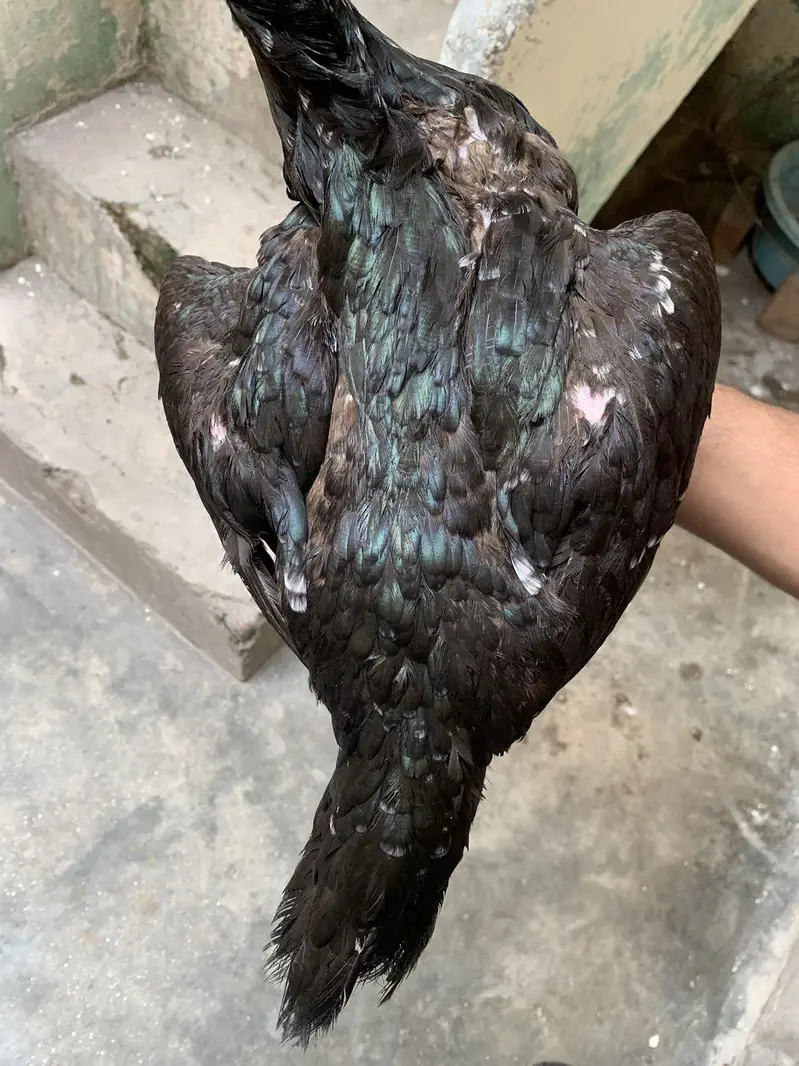 pure pakistani madi for sale — photo 3