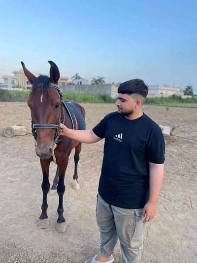 Talha Butt