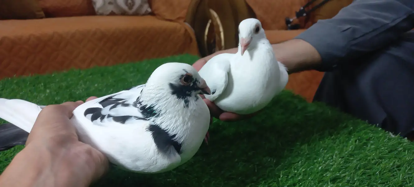 Kaboutar Ghr ki Breed — photo 2