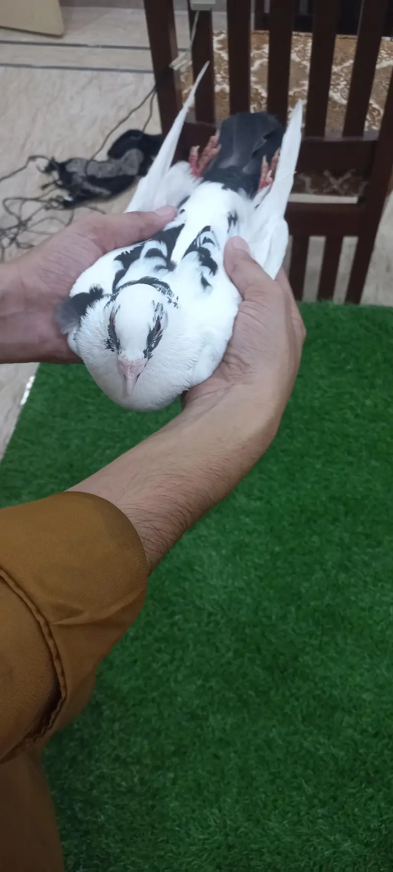 Kaboutar Ghr ki Breed — photo 3