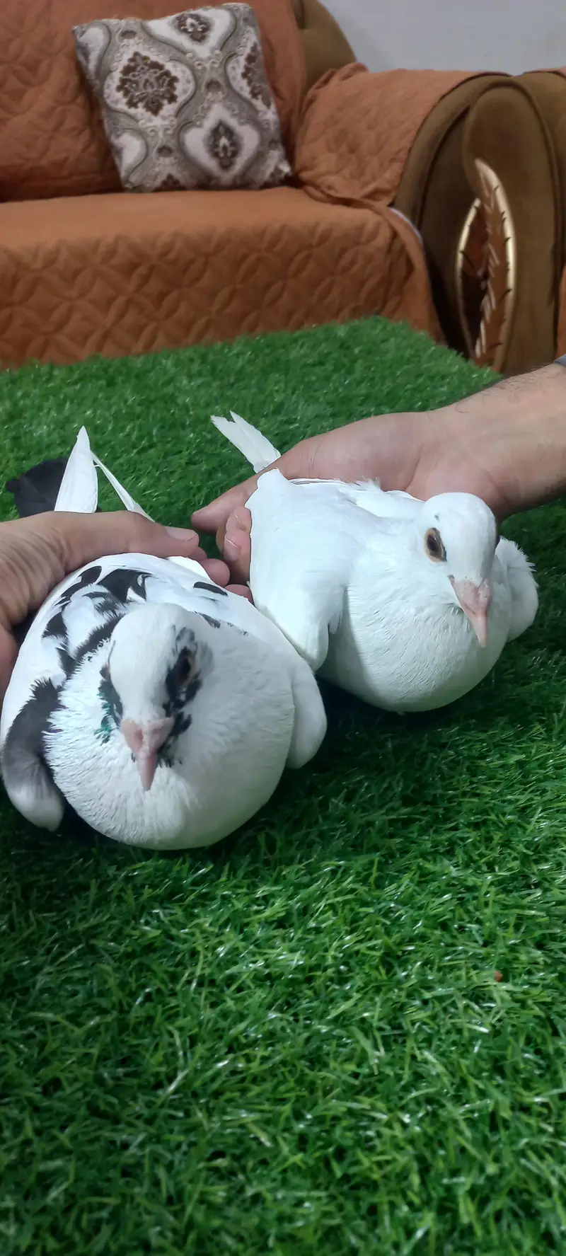 Kaboutar Ghr ki Breed — photo 4