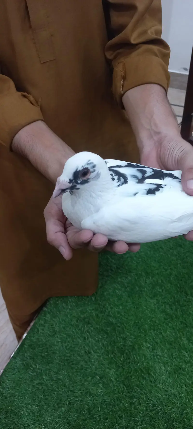 Kaboutar Ghr ki Breed — photo 5