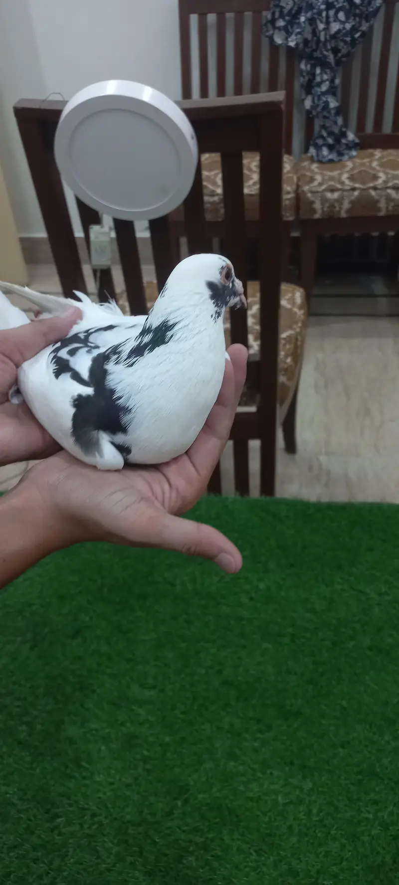 Kaboutar Ghr ki Breed — photo 6
