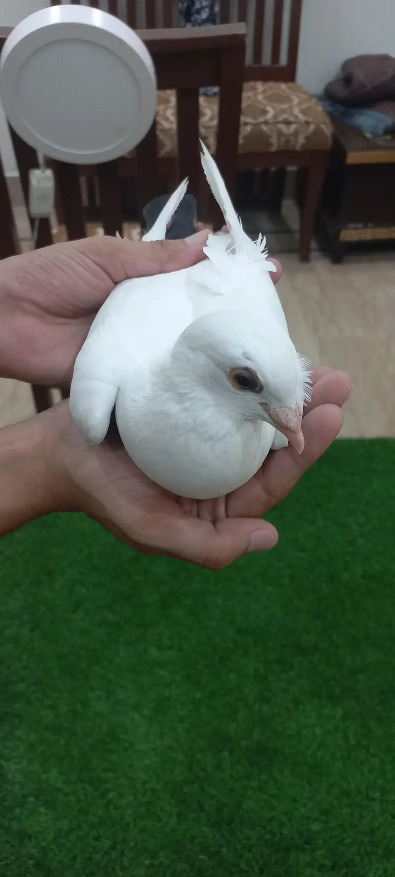 Kaboutar Ghr ki Breed — photo 7