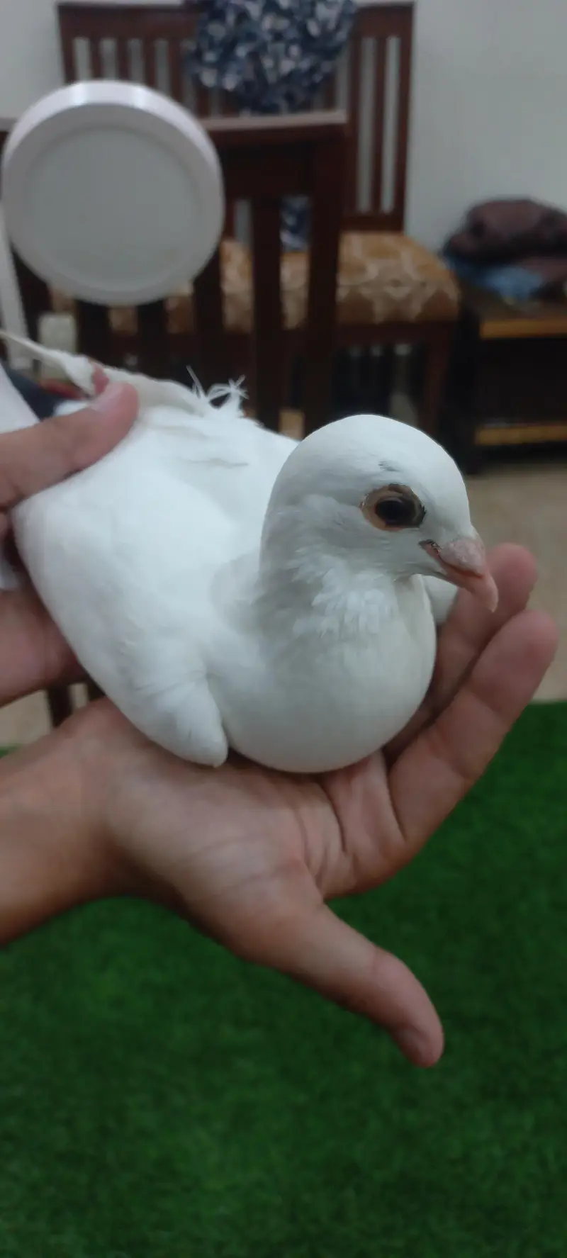 Kaboutar Ghr ki Breed — photo 8