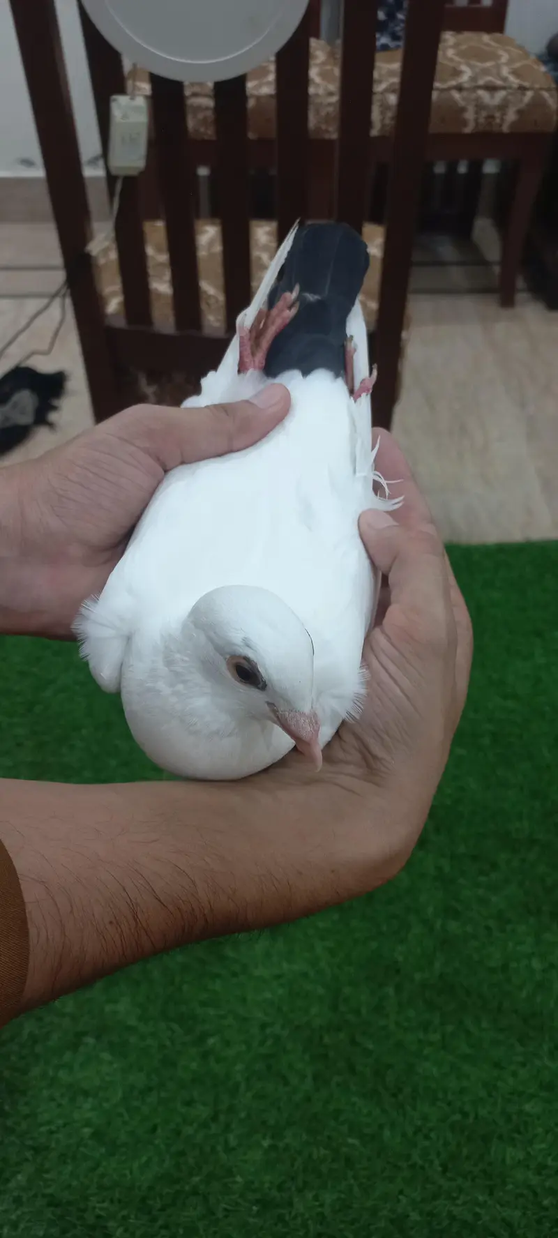 Kaboutar Ghr ki Breed — photo 9