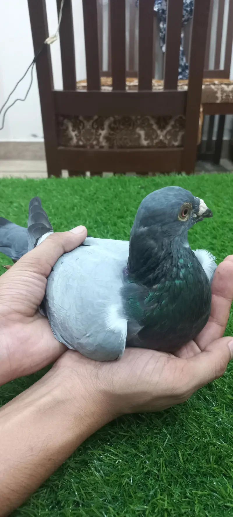 Kaboutar Ghr ki Breed — photo 10
