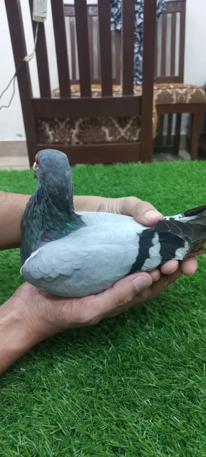 Kaboutar Ghr ki Breed — photo 11
