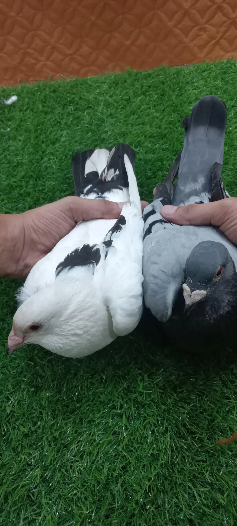 Kaboutar Ghr ki Breed — photo 12