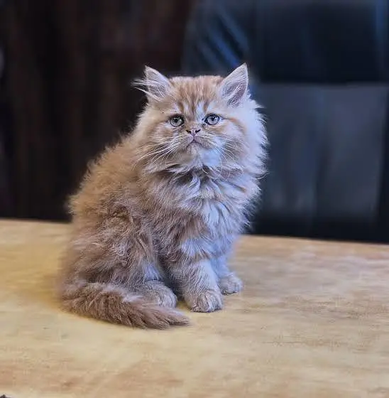 Persian kittens whtp//0320 ///7512402 — photo 3