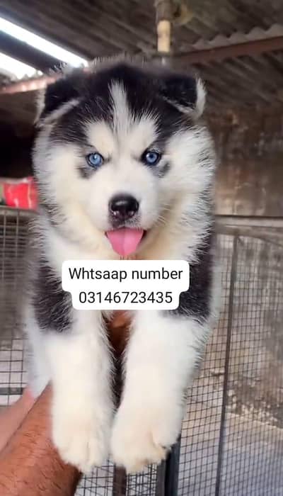 Siberian husky fore sale