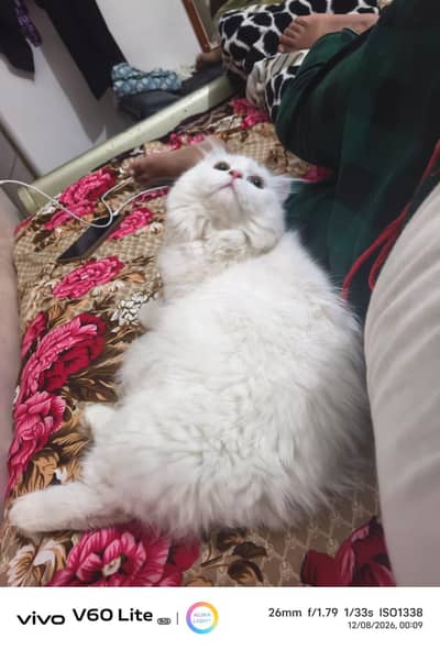 triple coated Persian cat for sale