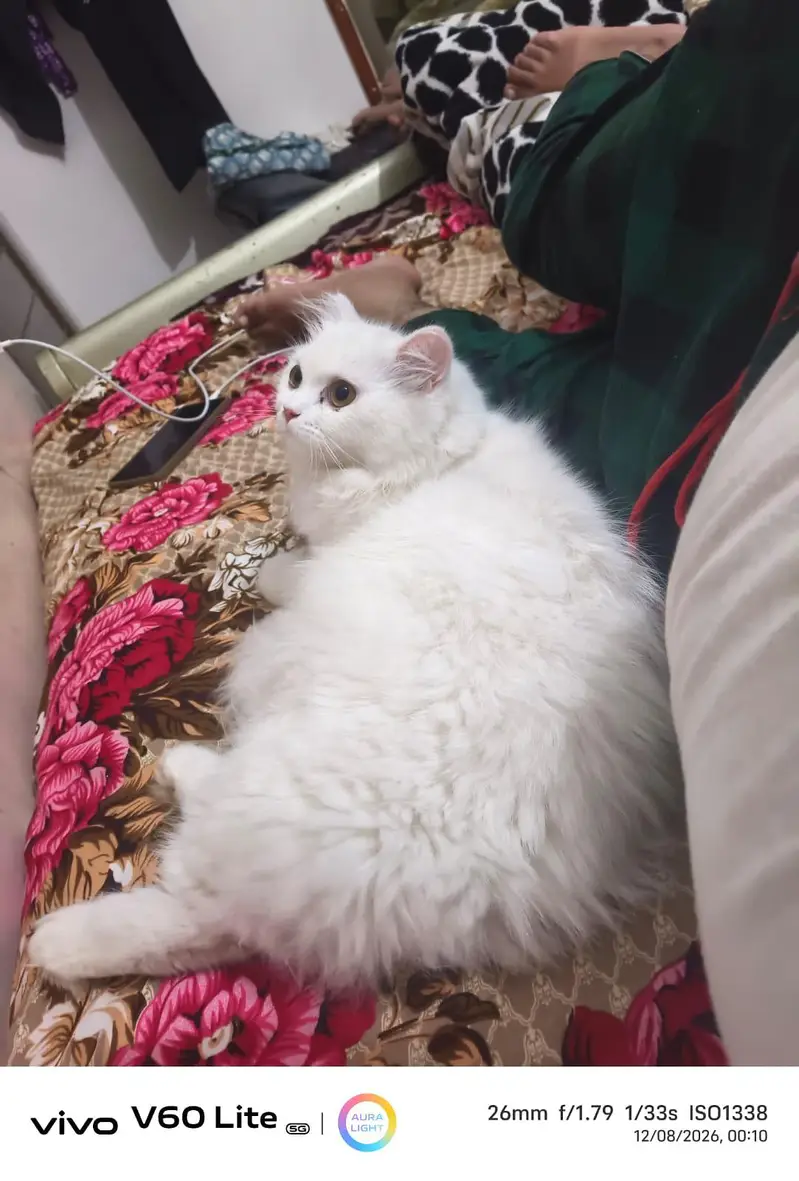 triple coated Persian cat for sale — photo 2