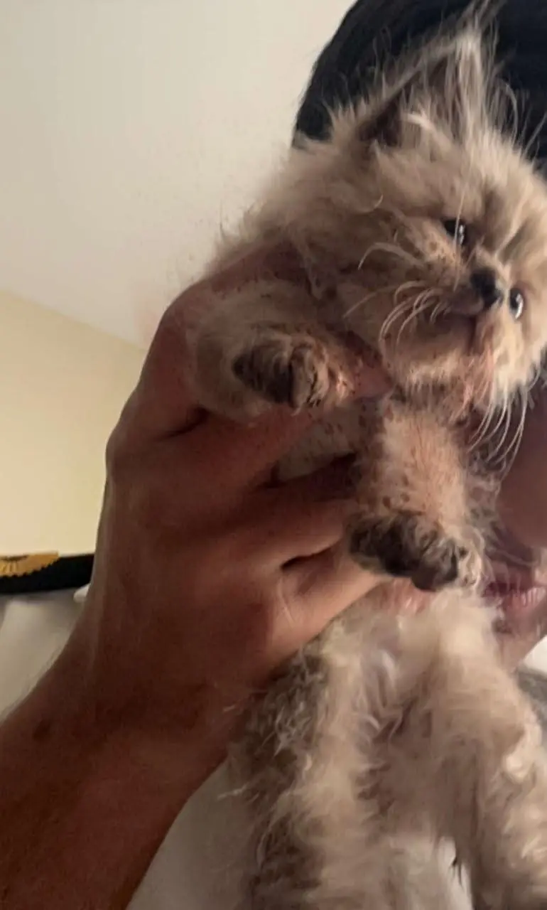 Persian kittens whtp//0320 ///7512402 — photo 2