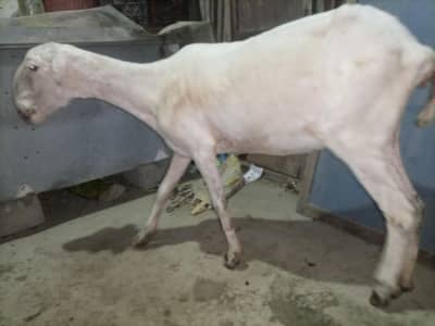 Pure Mundra white females Available for sale