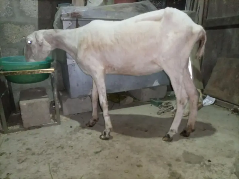 Pure Mundra white females Available for sale — photo 2