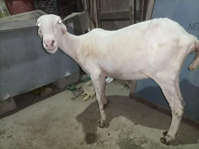 Pure Mundra white females Available for sale — photo 3