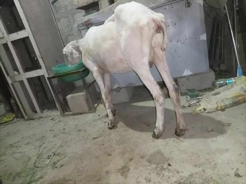 Pure Mundra white females Available for sale — photo 4