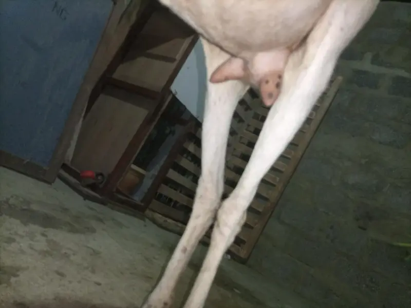 Pure Mundra white females Available for sale — photo 5
