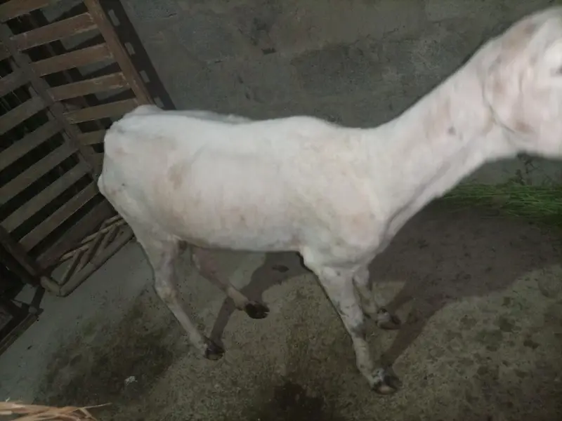 Pure Mundra white females Available for sale — photo 6