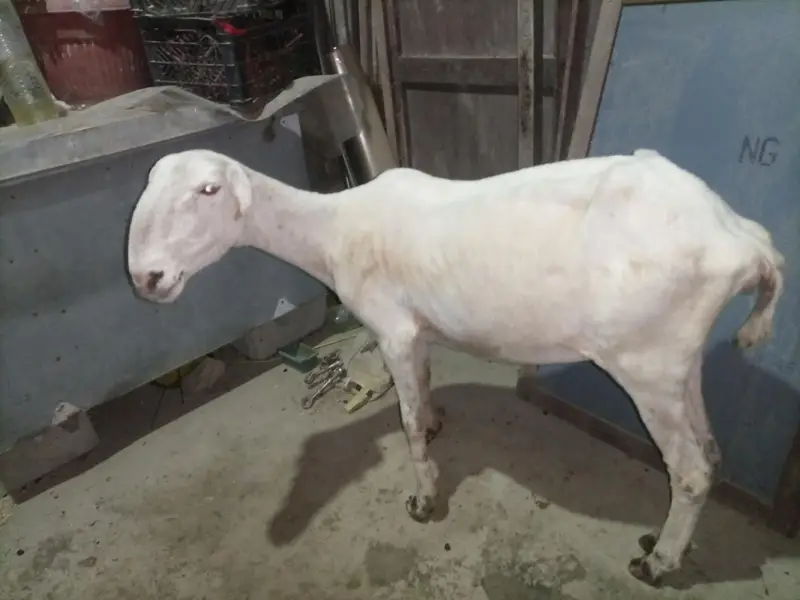 Pure Mundra white females Available for sale — photo 7