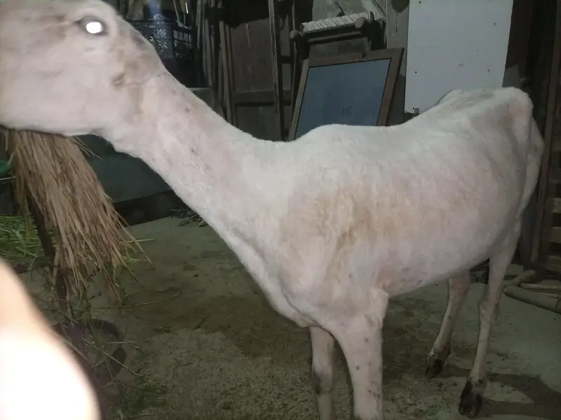 Pure Mundra white females Available for sale — photo 8