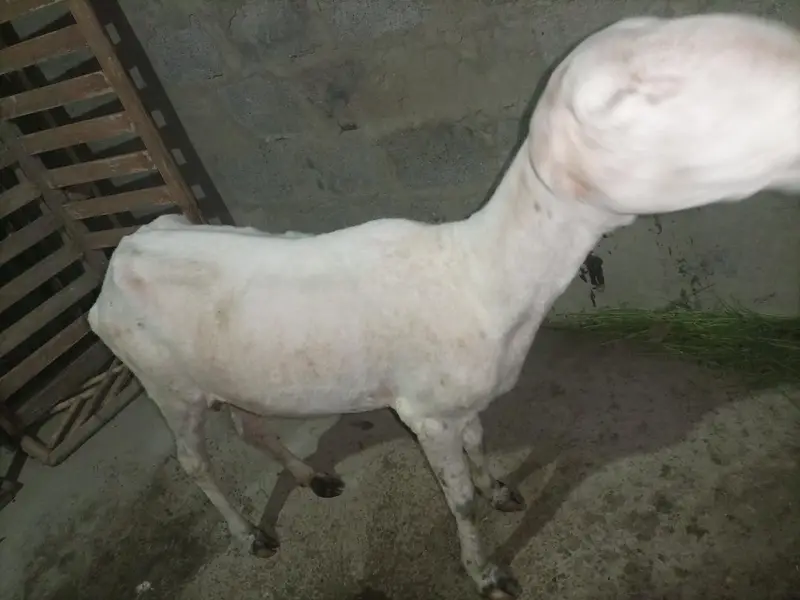 Pure Mundra white females Available for sale — photo 9