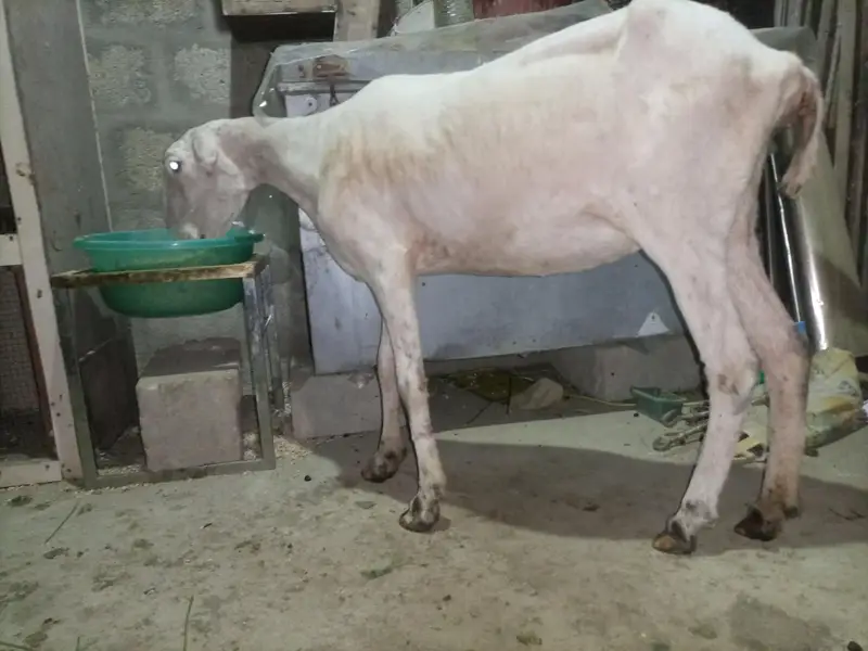 Pure Mundra white females Available for sale — photo 10