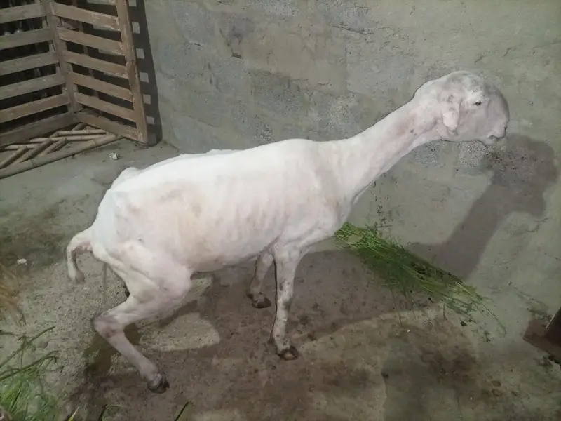 Pure Mundra white females Available for sale — photo 11