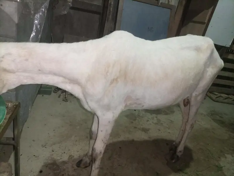 Pure Mundra white females Available for sale — photo 12