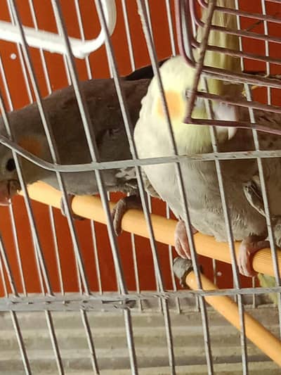 cocktail bird for sale fresh peice