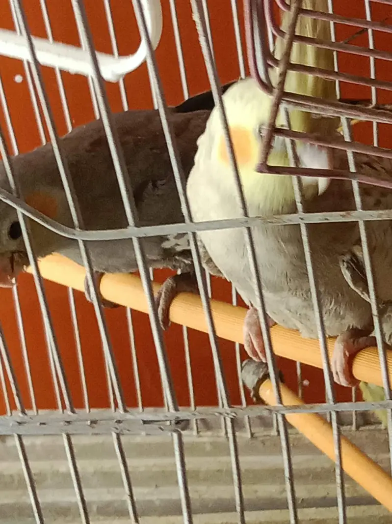 cocktail bird for sale fresh peice