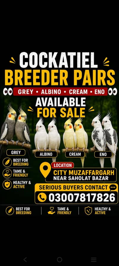 Quality Cockatiel 100% breeder